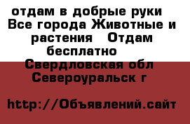 отдам в добрые руки - Все города Животные и растения » Отдам бесплатно   . Свердловская обл.,Североуральск г.